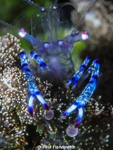 Purple spotted commensal shrimp, Periclimenes holthuisi, ... by Paul Flandinette 